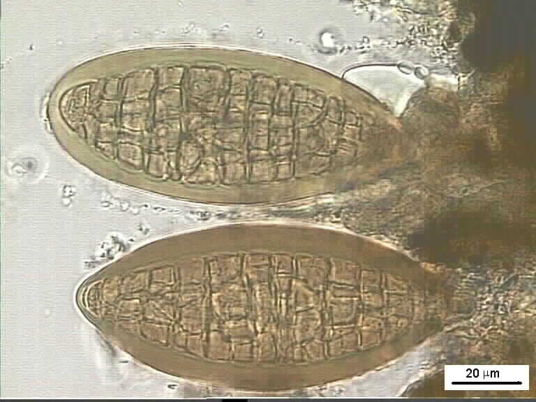Представитель Семейства Lautosporaceae